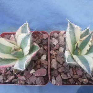 Agave Titanota Snaggle Tooth Variegated Live Plant Set of Two 2-3