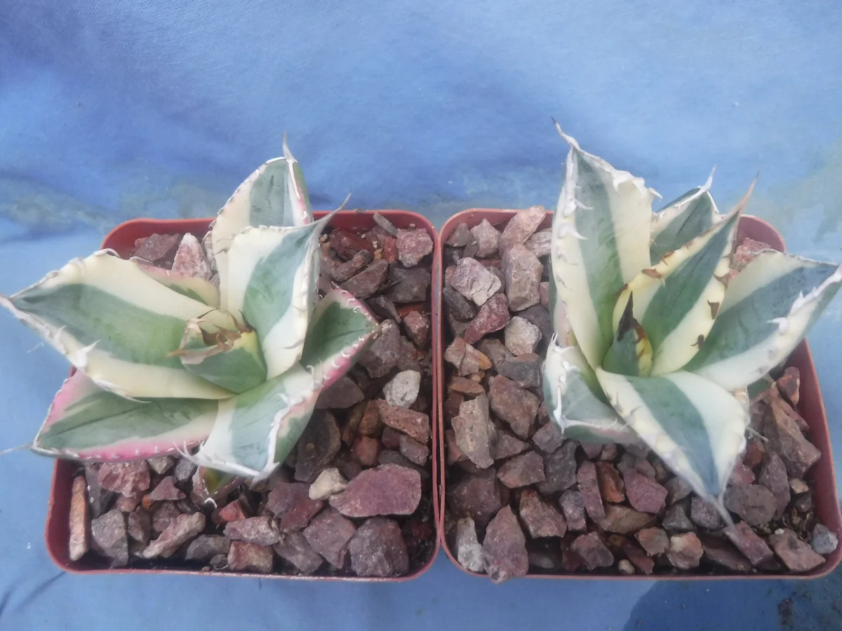 Agave Titanota Snaggle Tooth Variegated Live Plant Set of Two 2-3" Wide Bare Root - Image 6