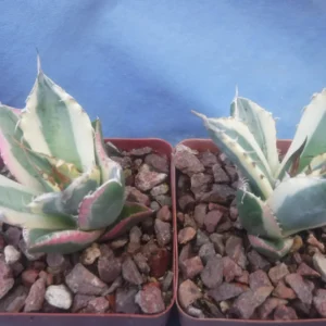 Agave Titanota Snaggle Tooth Variegated Live Plant Set of Two 2-3