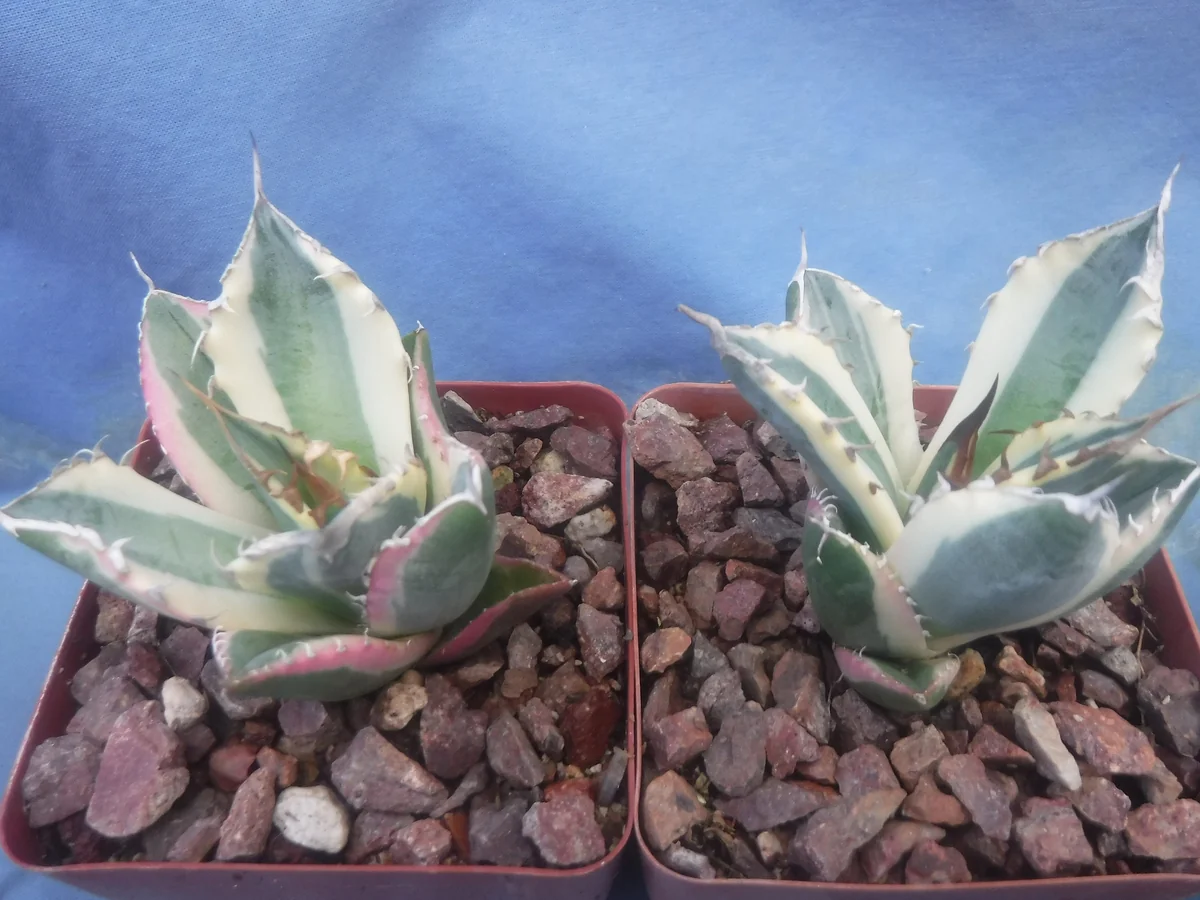 Agave Titanota Snaggle Tooth Variegated Live Plant Set of Two 2-3" Wide Bare Root - Image 7