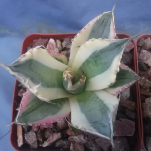 Agave Titanota Snaggle Tooth Variegated Live Plant Set of Two 2-3