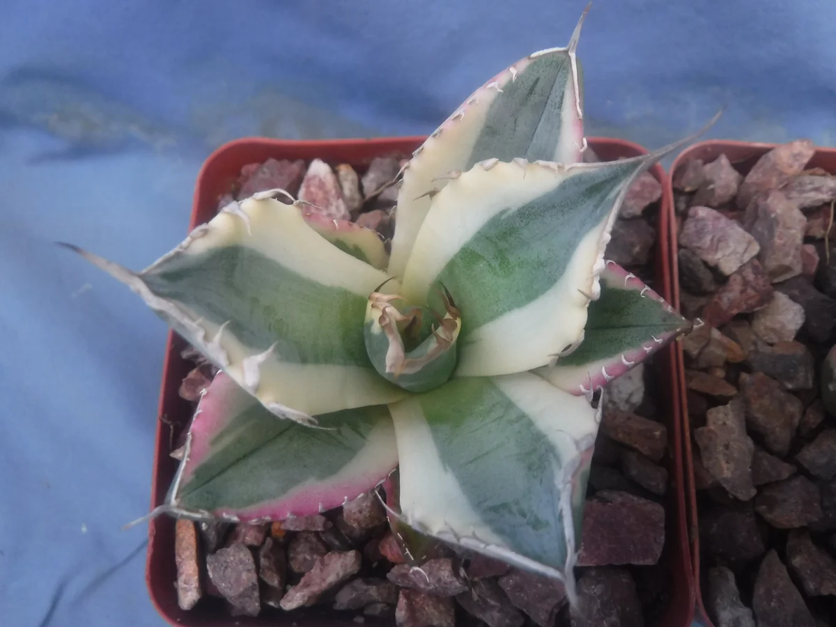 Agave Titanota Snaggle Tooth Variegated Live Plant Set of Two 2-3" Wide Bare Root - Image 8