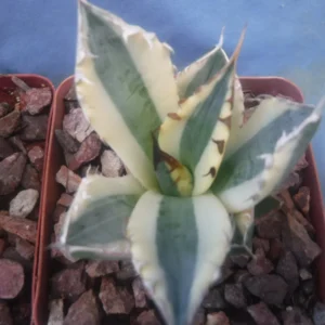 Agave Titanota Snaggle Tooth Variegated Live Plant Set of Two 2-3