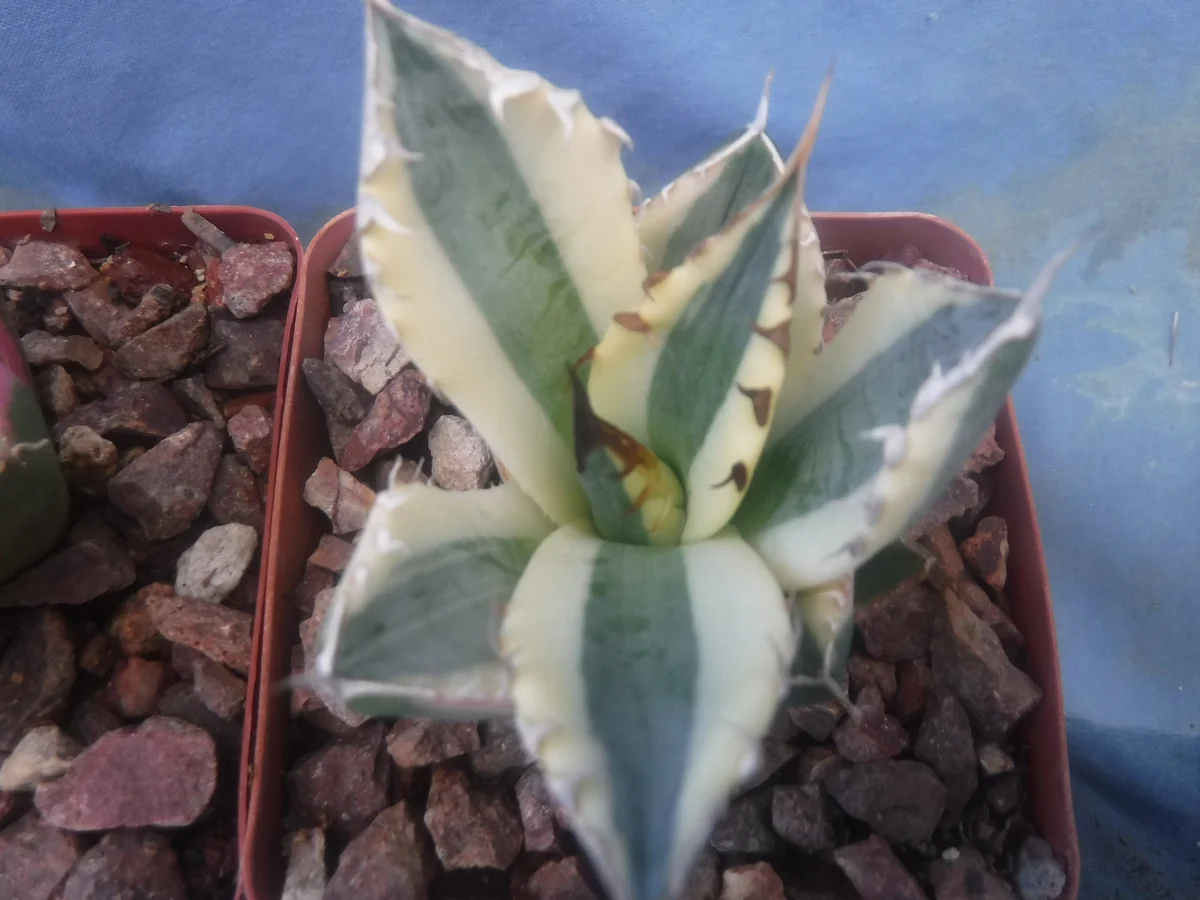 Agave Titanota Snaggle Tooth Variegated Live Plant Set of Two 2-3" Wide Bare Root - Image 9