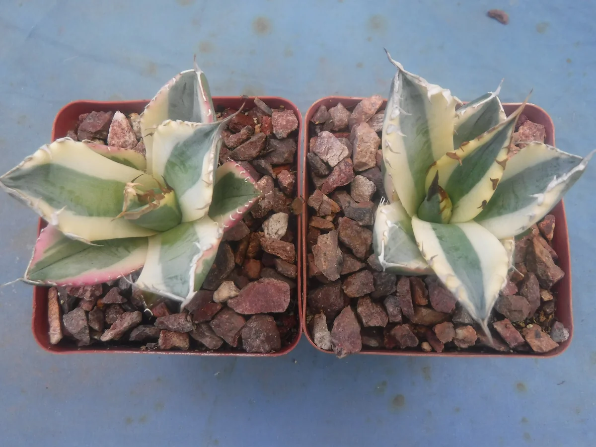 Agave Titanota Snaggle Tooth Variegated Live Plant Set of Two 2-3" Wide Bare Root - Image 1