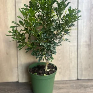 Aglaia Odorata Live Plant - Chinese Perfume Tree, Rice Flower in 4 or 6 inch Pot - Image 10