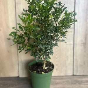 Aglaia Odorata Live Plant - Chinese Perfume Tree, Rice Flower in 4 or 6 inch Pot - Image 8