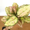 Aglaonema Cotton Candy Live Plant – 4 Inch Pot – Indoor Houseplant - Image 1