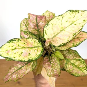 Aglaonema Cotton Candy Live Plant – 4 Inch Pot – Indoor Houseplant - Image 2