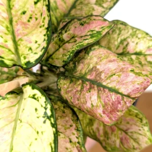 Aglaonema Cotton Candy Live Plant – 4 Inch Pot – Indoor Houseplant - Image 3