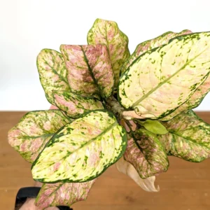 Aglaonema Cotton Candy Live Plant – 4 Inch Pot – Indoor Houseplant - Image 1