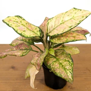 Aglaonema Cotton Candy Live Plant – 4 Inch Pot – Indoor Houseplant - Image 4