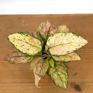 Aglaonema Cotton Candy Live Plant – 4 Inch Pot – Indoor Houseplant - Image 5