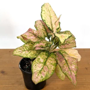 Aglaonema Cotton Candy Live Plant – 4 Inch Pot – Indoor Houseplant - Image 6