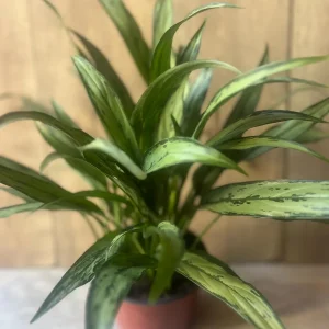 Aglaonema Cutlass Live Plant – 6