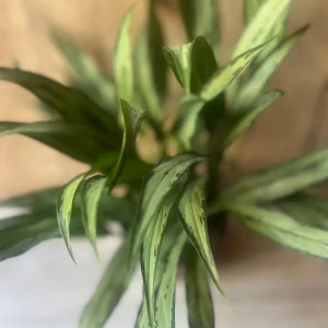 Aglaonema Cutlass Live Plant – 6