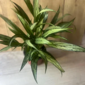 Aglaonema Cutlass Live Plant – 6