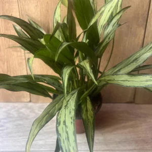 Aglaonema Cutlass Live Plant – 6