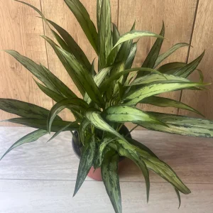 Aglaonema Cutlass Live Plant – 6