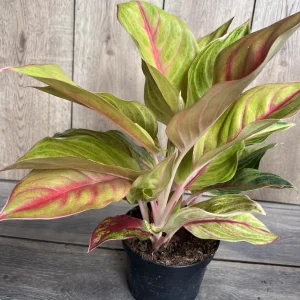 Aglaonema Golden Fluorite Live Plant – 6 Inch Pot – Indoor Air Purifying Plant - Image 3