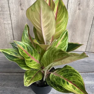 Aglaonema Golden Fluorite Live Plant – 6 Inch Pot – Indoor Air Purifying Plant - Image 4