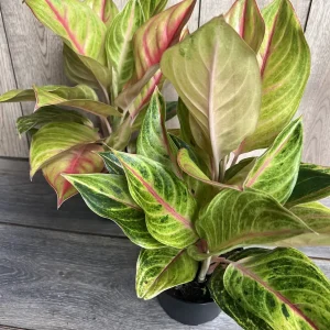 Aglaonema Golden Fluorite Live Plant – 6 Inch Pot – Indoor Air Purifying Plant - Image 5