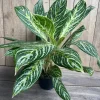 Aglaonema Golden Madonna Live Plant - Chinese Evergreen in 6 inch Pot - Image 1