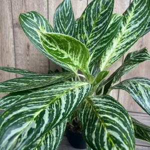 Aglaonema Golden Madonna Live Plant - Chinese Evergreen in 6 inch Pot - Image 3
