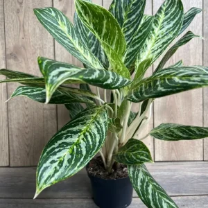 Aglaonema Golden Madonna Live Plant - Chinese Evergreen in 6 inch Pot - Image 4