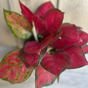 Aglaonema Lucky Red Live Plant – 6 inch Pot – Indoor Houseplant - Image 2