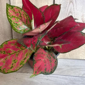 Aglaonema Lucky Red Live Plant – 6 inch Pot – Indoor Houseplant - Image 3