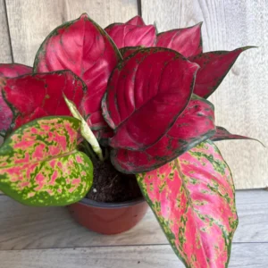 Aglaonema Lucky Red Live Plant – 6 inch Pot – Indoor Houseplant - Image 5