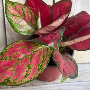 Aglaonema Lucky Red Live Plant – 6 inch Pot – Indoor Houseplant - Image 6