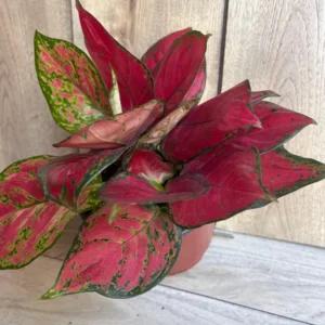 Aglaonema Lucky Red Live Plant – 6 inch Pot – Indoor Houseplant - Image 7