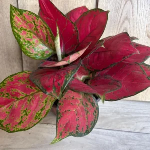 Aglaonema Lucky Red Live Plant – 6 inch Pot – Indoor Houseplant - Image 8