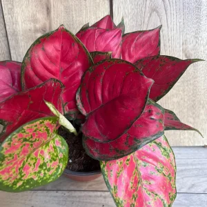 Aglaonema Lucky Red Live Plant – 6 inch Pot – Vibrant Red & Pink Indoor Houseplant - Image 4