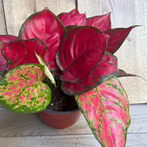 Aglaonema Lucky Red Live Plant – 6 inch Pot – Vibrant Red & Pink Indoor Houseplant - Image 5