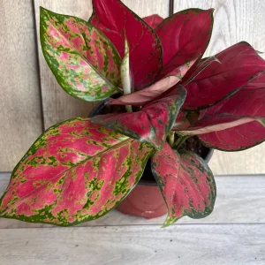 Aglaonema Lucky Red Live Plant – 6 inch Pot – Vibrant Red & Pink Indoor Houseplant - Image 9