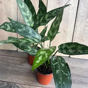 Aglaonema Maria Live Plant - Chinese Evergreen, 4-inch Pot, Indoor - Image 2