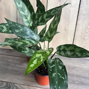 Aglaonema Maria Live Plant - Chinese Evergreen, 4 inch Pot, Indoor - Image 3
