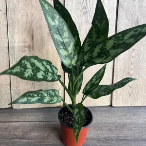 Aglaonema Maria Live Plant - Chinese Evergreen, 4 inch Pot, Indoor - Image 1