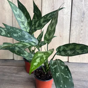 Aglaonema Maria Live Plant - Chinese Evergreen, 4 inch Pot, Indoor - Image 6