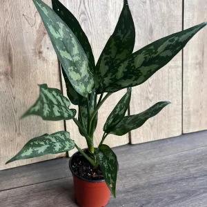 Aglaonema Maria Live Plant - Chinese Evergreen, 4-inch Pot, Indoor - Image 7