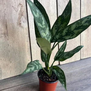 Aglaonema Maria Live Plant - Chinese Evergreen, 4 inch Pot, Indoor - Image 9