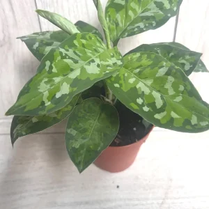 Aglaonema Pictum Tricolor Live Plant - Rare Camouflage Foliage, 4 inch Pot - Image 1