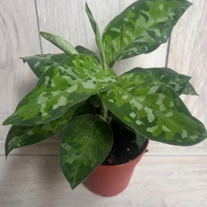 Aglaonema Pictum Tricolor Live Plant - Rare Camouflage Foliage, 4 inch Pot - Image 5
