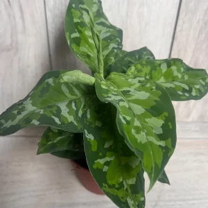 Aglaonema Pictum Tricolor Live Plant - Rare Camouflage Foliage, 4 inch Pot - Image 6