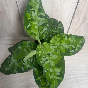 Aglaonema Pictum Tricolor Live Plant - Rare Camouflage Foliage, 4 inch Pot - Image 8
