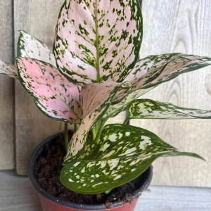 Aglaonema Pink Eileen in 6" Pot - Image 2