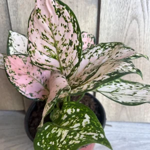 Aglaonema Pink Eileen in 6" Pot - Image 5